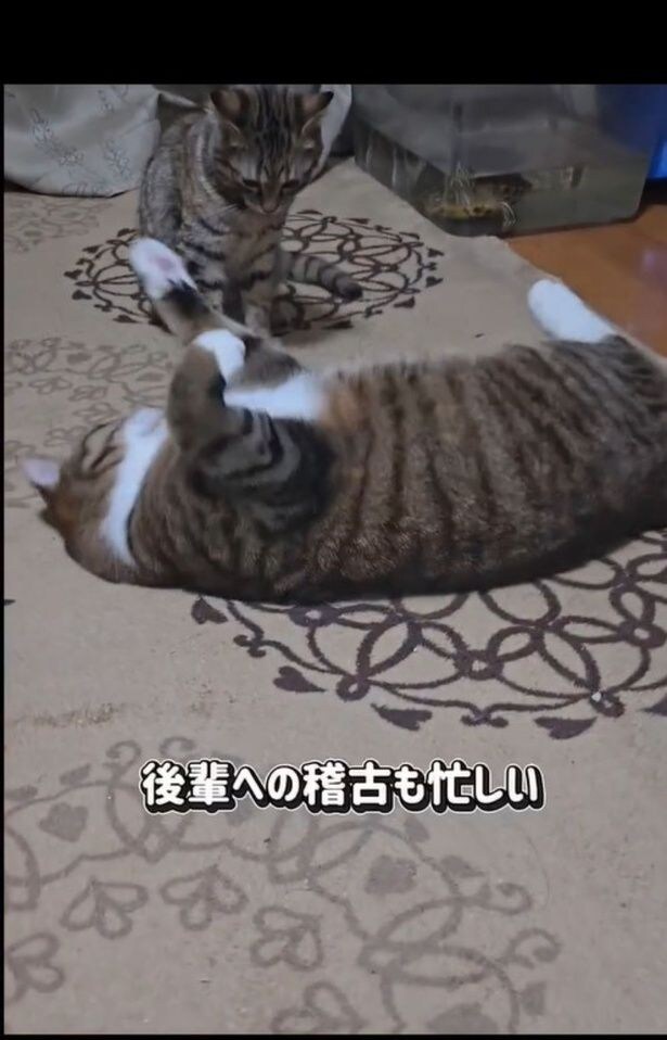 毎日賑やか▶（次画像から一人と一匹の賑やかで笑える日常『ますます!!!!!! シャム猫あずきさんは世界の中心』が読めます）