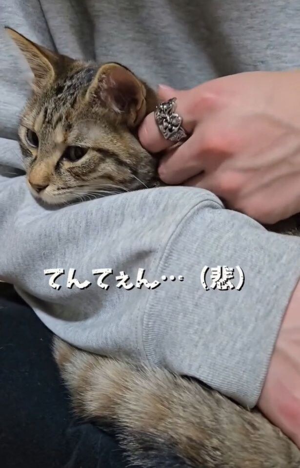 「てんてぇん…」と悲しくつぶやく次男さん▶4匹の猫ちゃんとの生活（⇒次へ）