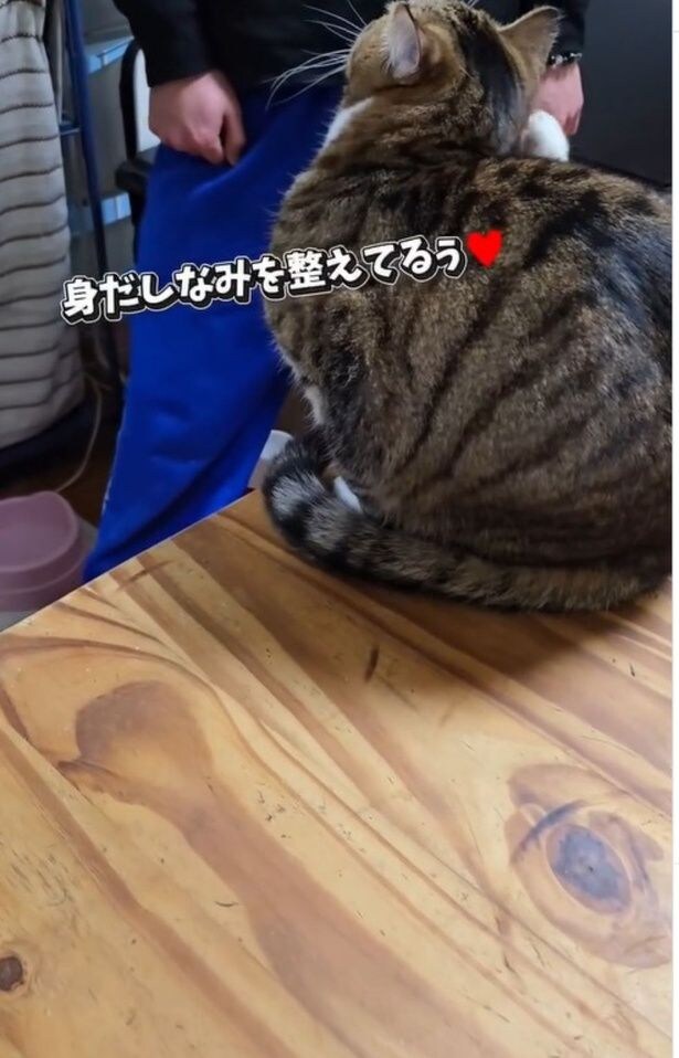 抱っこしたい次男VS塩対応な猫、まるでコント！？な結末に反響大