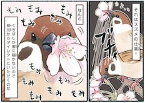 意外と大胆なスズメ。桜の花をくちばしで「もみもみ」