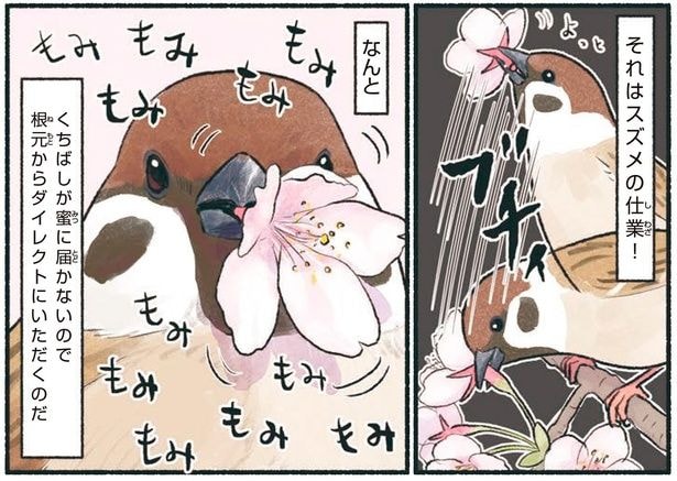 意外と大胆なスズメ。桜の花をくちばしで「もみもみ」