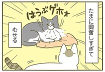 元気に遊ぶ後輩猫を観戦する先輩猫。自分は動いてないのに…？