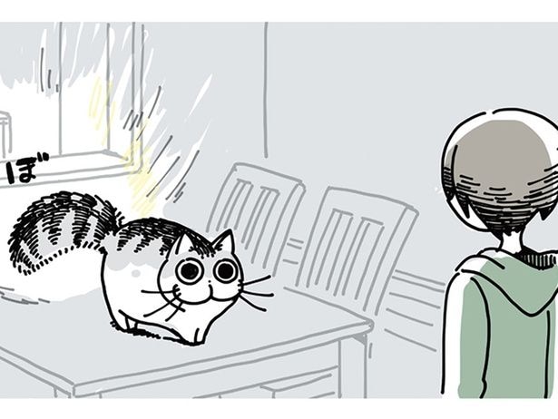 しっぽを膨らませている愛猫。まるでたぬきな様子に「すごく触りたい」