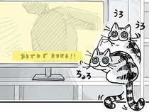 映画を見ていると邪魔してくるネコ。字幕が見えないけど愛らしすぎる