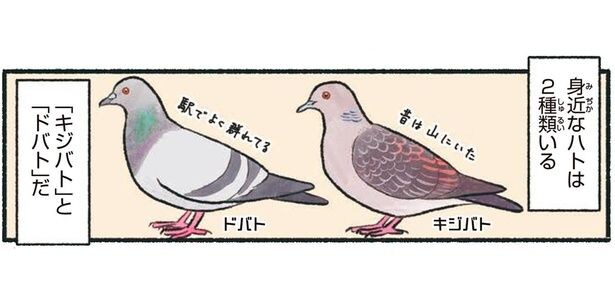 町や公園で見かける2種類のハト。共通する点は？