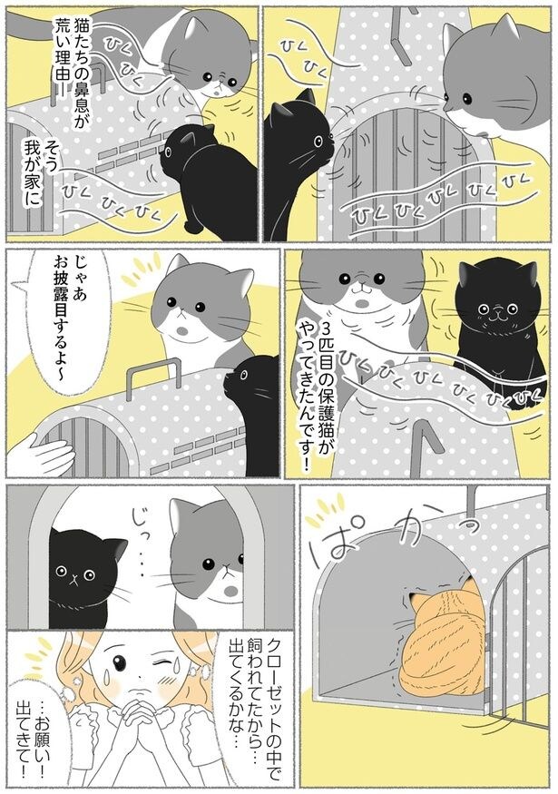 3匹目の保護猫がやってきたんです!