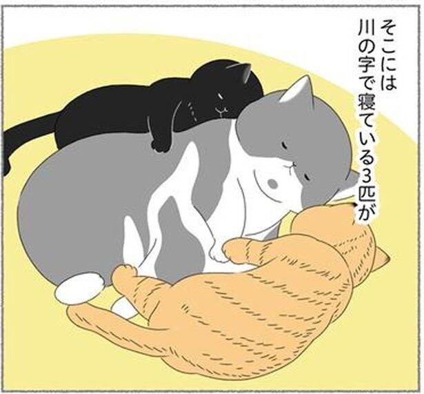 川の字で寝ている3匹