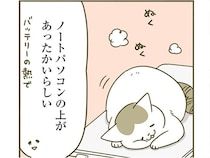 ノートパソコンの上でぬくぬく。夫の机から動かない猫、夜に見てみると