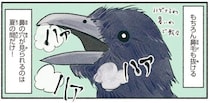 見られたらラッキー！？夏はカラスの鼻の穴が見られる！