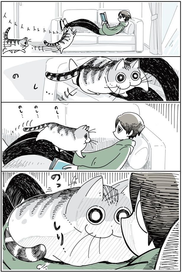 抜け毛の時期のネコ