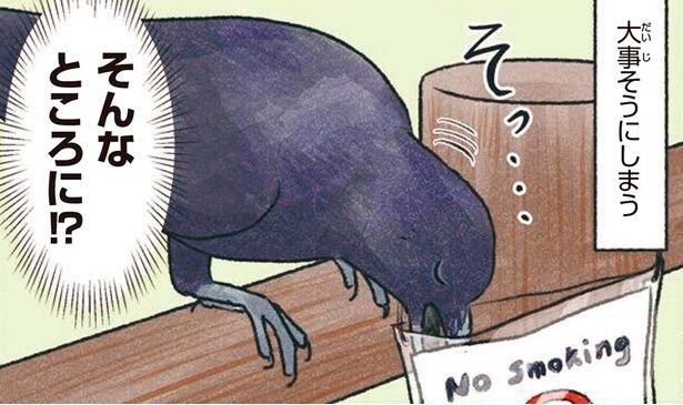 都会にすむハシブトガラス、集めたものをそっと隠す