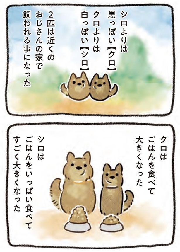 シロはごはんをいっぱい食べて…