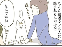 なんだか最近、猫によく踏まれる。不思議に思った飼い主が心理を調べてみると