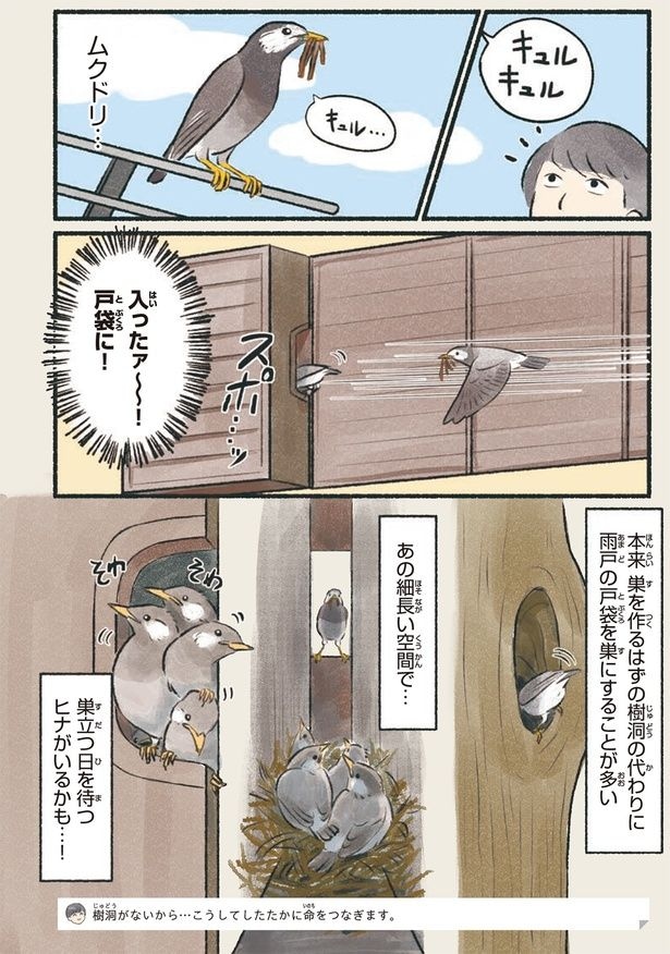 ムクドリ…