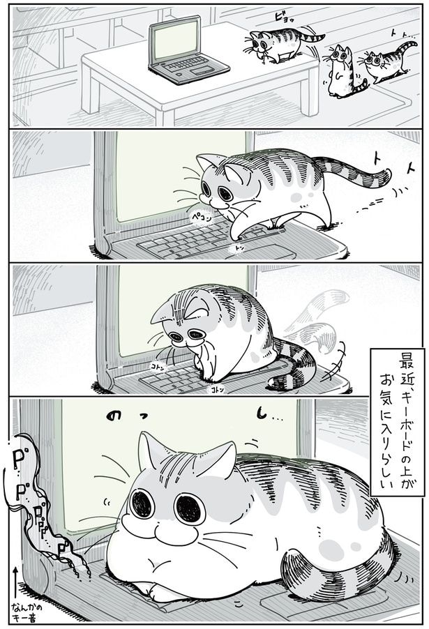 キーボードの上のネコ