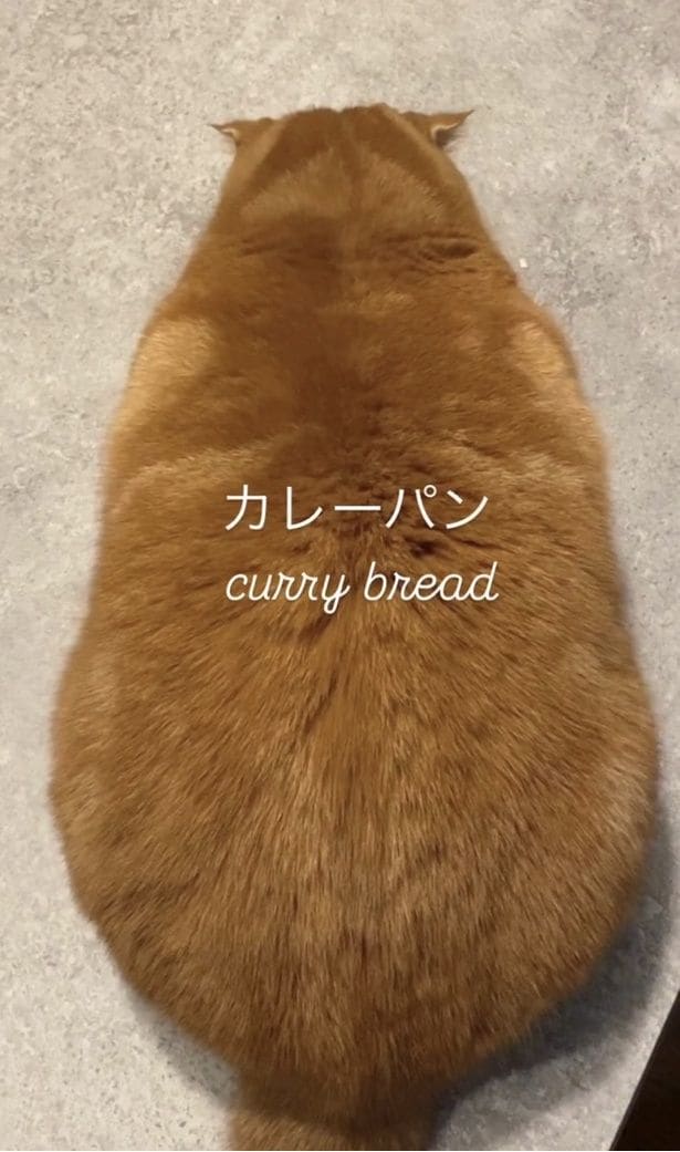 カレーパンのような姿（⇒次へ）