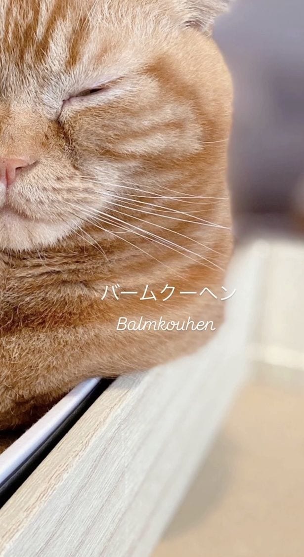 頬から胸にかけてバームクーヘン模様▶頭に葉っぱを乗せれば…（⇒次へ）