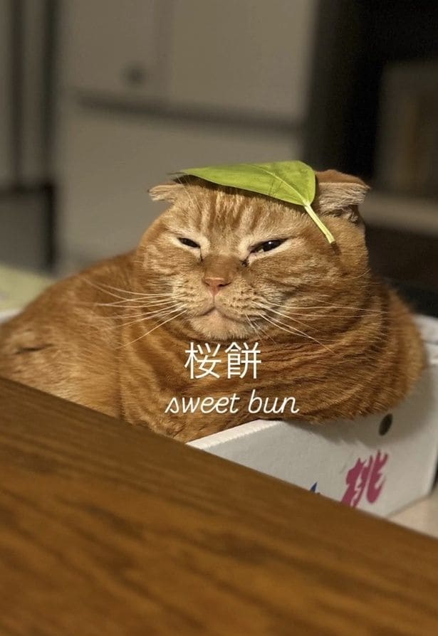 ふにゃんとした顔が相まって桜餅のよう▶後ろ姿は…（⇒次へ）