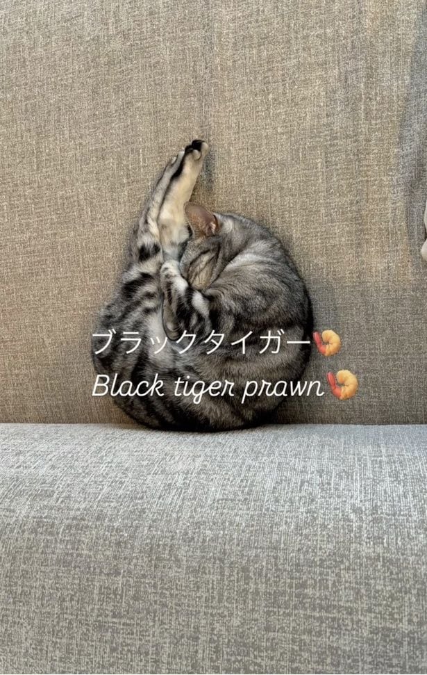 模様がまるでブラックタイガー▶お昼寝姿が…（⇒次へ）