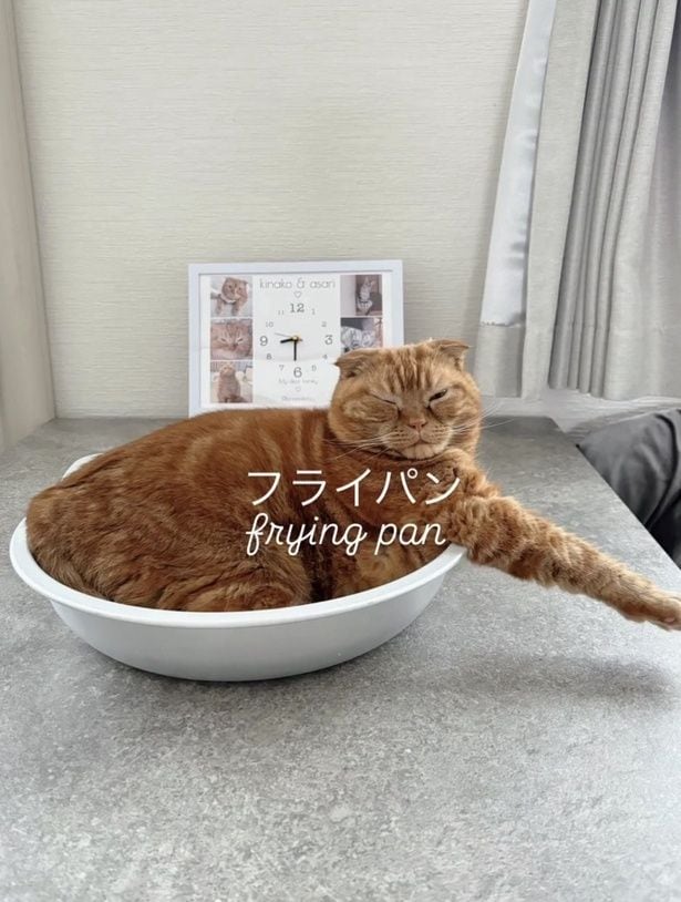 フライパンのようなポーズ▶ほっこりさせてくれる2匹の猫ちゃん（⇒次へ）