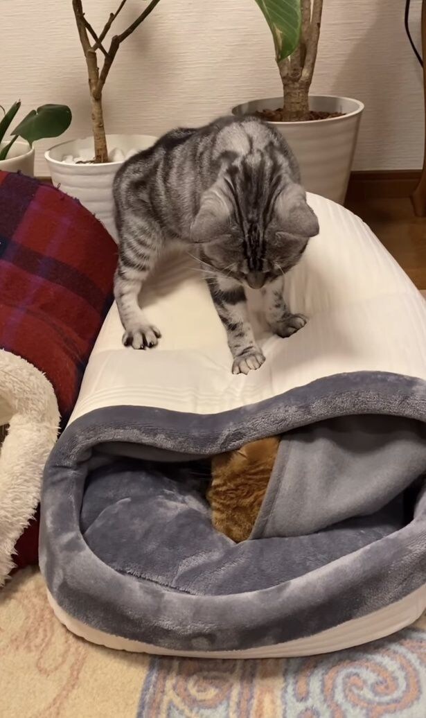 ふみふみしておねだり▶（次画像から、ねこ好きはハートを掴まれること間違いなしのエピソードが満載『あっち こっち ネッチ！』が読めます）
