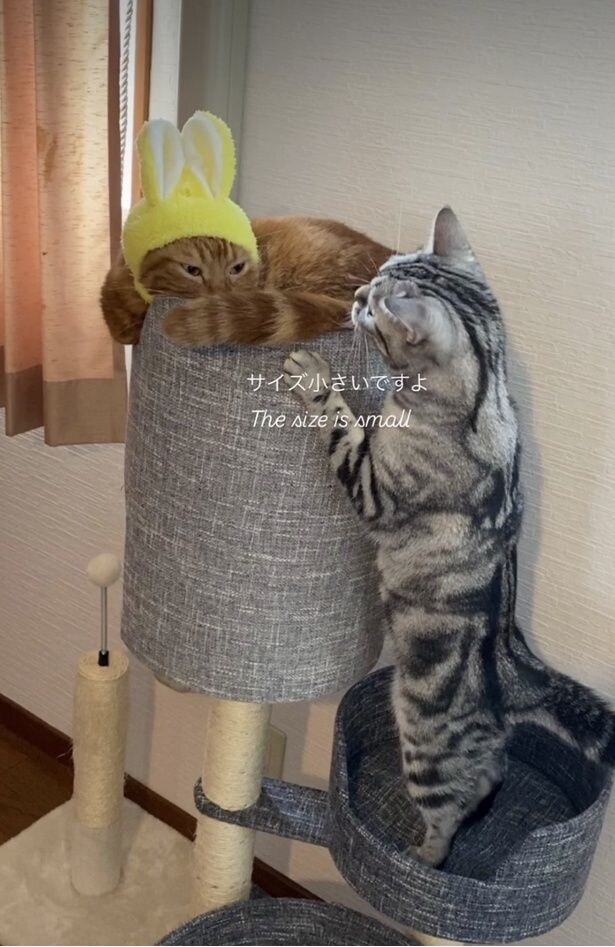 キャットタワーで遊んでる▶いつも一緒にいたくて…（⇒次へ）