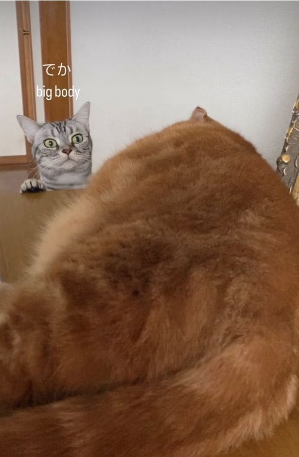 こ、これは…おいしそう！？くつろぐだけで食べ物に見える猫ちゃんの七変化に7.5万いいね