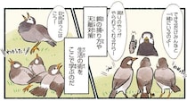 まるでムクドリの学校！巣立ち後は草地に家族が集結