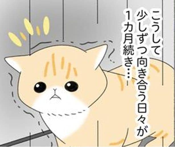 警戒心が強い5匹目の保護猫。心を開いてくれた瞬間に思わず！