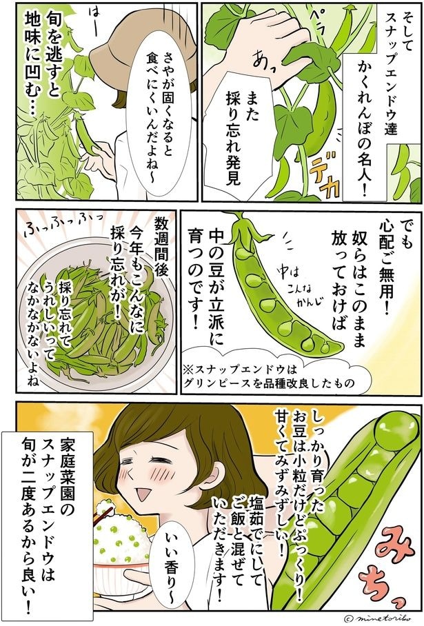 放っておけば中の豆が立派に育つのです！