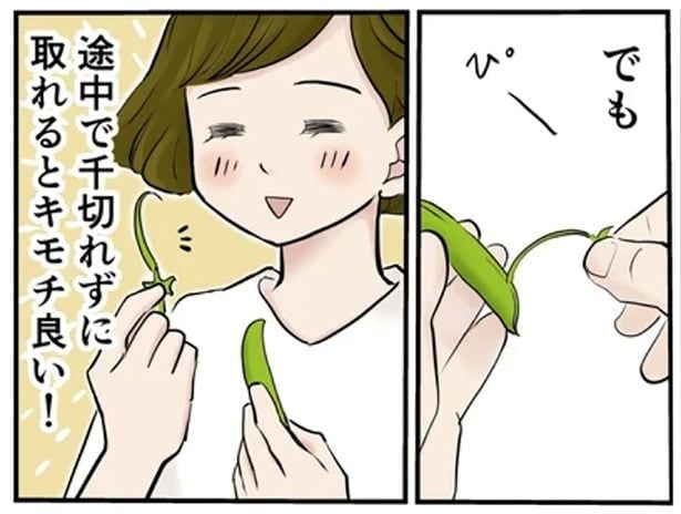 スナップエンドウの筋取り