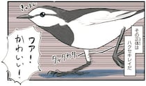 足元を走り回る白い鳥ハクセキレイ。え、駐車場にも！？