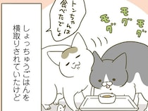 ごはんを横取りされていたのに！ 同居4年目になると、後輩猫にも変化があって？