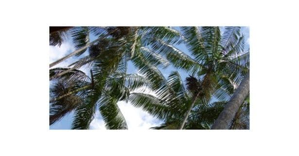 アサイーはヤシ科の植物