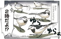 深夜2時、ガソリンスタンドに鳥の集団！？ハクセキレイは何している？