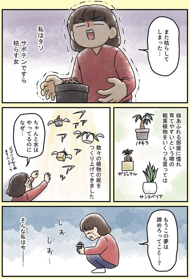 また枯らしてしまった…