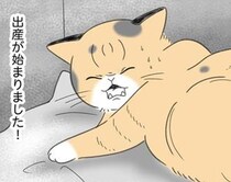 飼い猫が初めての出産。準備万端で待っていると「はっ!?うそー！」