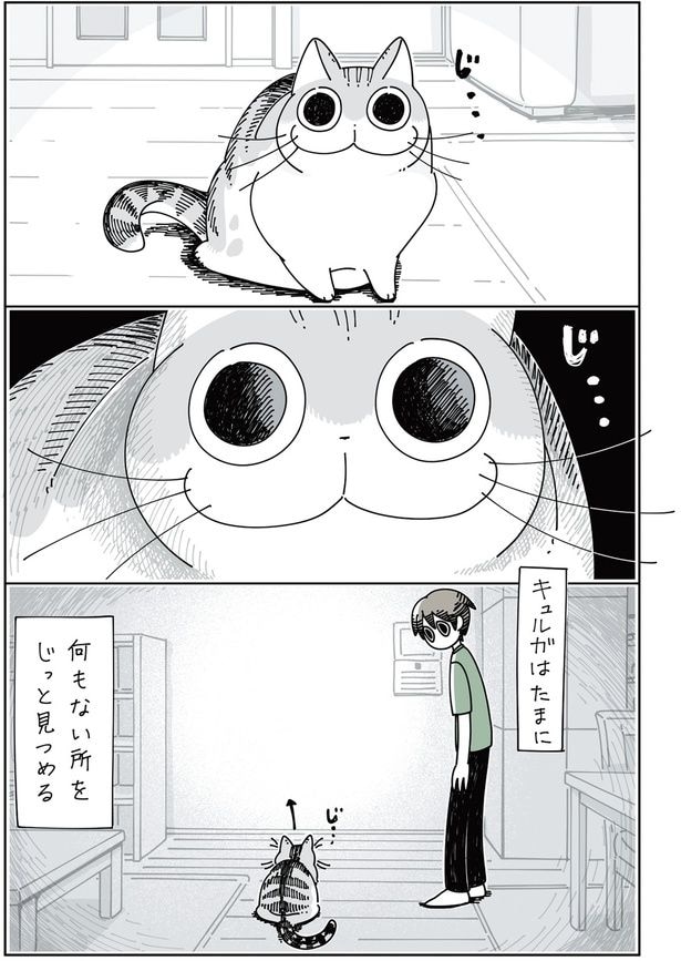 何かを見つめるネコ