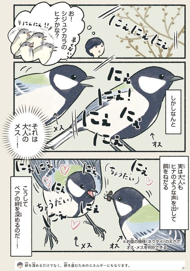 それは大人のメス…！