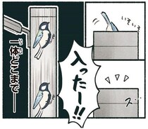 電柱に入ったー！都会のシジュウカラの意外な住まい