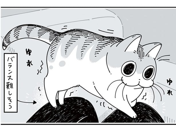 くつろぐ場所が特殊すぎる。わざわざ落ち着かない場所に来るネコ