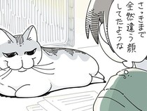 さっきまでの顔と違うような。見るたびに表情が変化するネコが面白い
