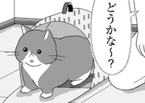 猫のために家を買ってしまった！保護猫10匹と安全に引っ越しするためには？