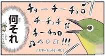 ホーホケキョって鳴かないの！？ウグイスに間違えられがちな鳥