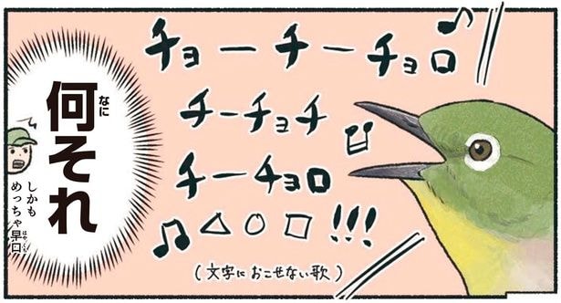 ホーホケキョって鳴かないの！？ウグイスに間違えられがちな鳥