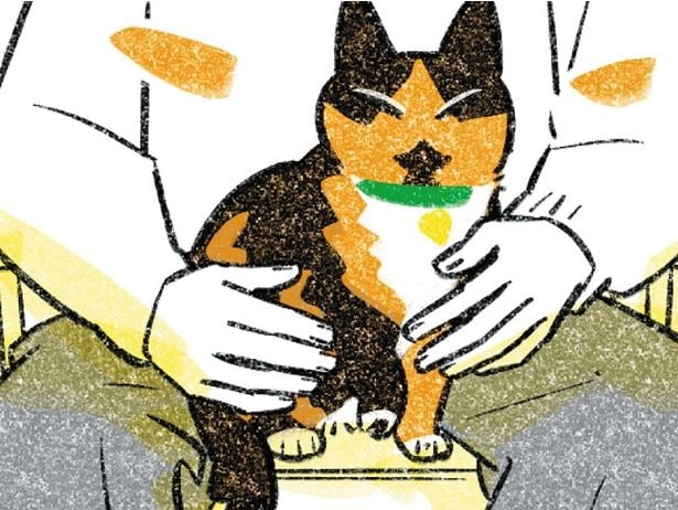 猫を膝の上に…