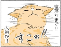 玄関で3時間も爆睡!?人懐っこすぎて大物の風格すら漂う野良猫