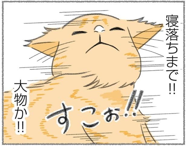玄関で3時間も爆睡!?人懐っこすぎて大物の風格すら漂う野良猫