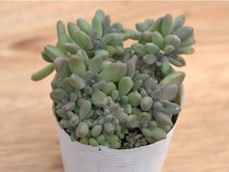 新しい趣味に、毎日の癒しに！増やして楽しむ「多肉植物」がいま密かなブーム
