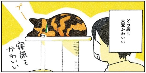 どの顔も大変かわいい